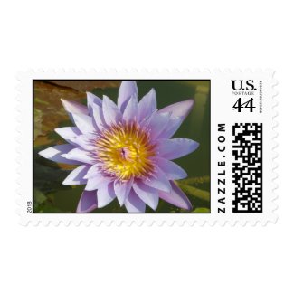 Purple Lotus/Water Lily