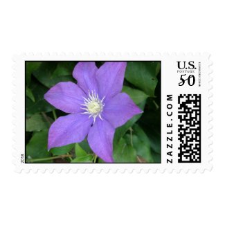 Purple Clematis