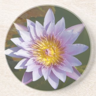 Purple Lotus/Water Lily