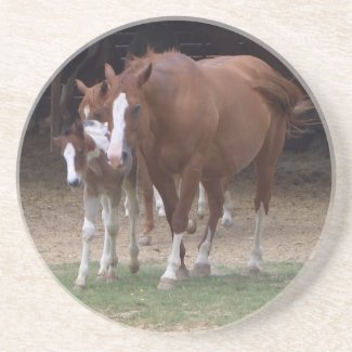 AC- Fun Horses Photography Coaster