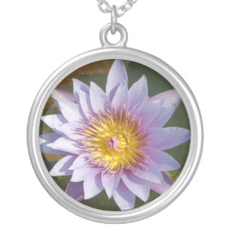 Purple Lotus/Water Lily