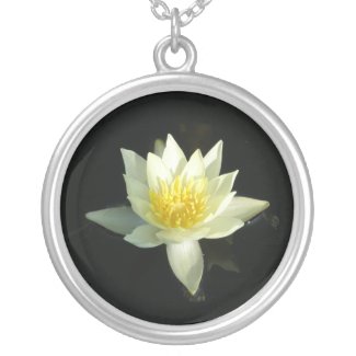 White Water Lily/Lotus