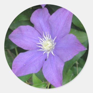 Purple Clematis