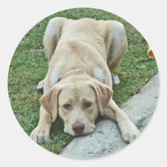 AF- Yellow Labrador Stickers
