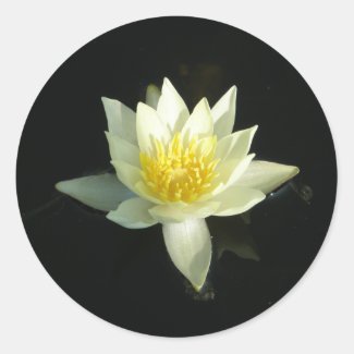 White Water Lily/Lotus