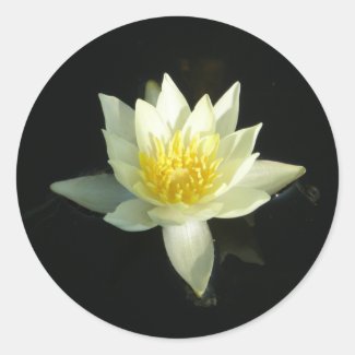 White Water Lily/Lotus