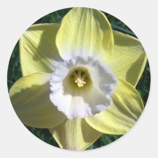 Cheerful Yellow Daffodil Sticker
