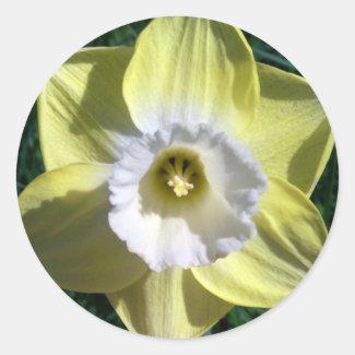 Cheerful Yellow Daffodil Sticker