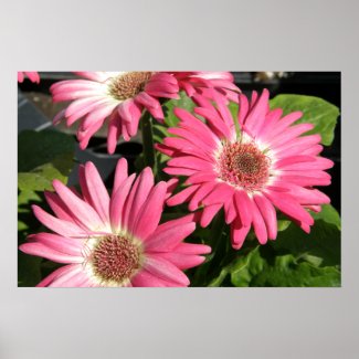 Pink Gerbera Daisy