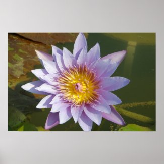 Purple Lotus/Water Lily