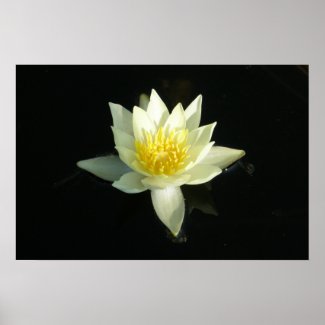 White Water Lily/Lotus