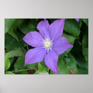 Purple Clematis