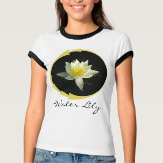 White Water Lily/Lotus