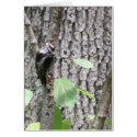 Woodpecker in the New Jersey Woods.