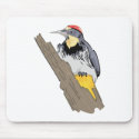 Wilson Woodpecker