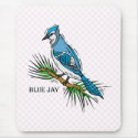 Bernie Blue Jay