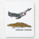 Andrea the Andea Condor