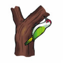 Wilbur Woodpecker