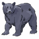 realistic black bear design