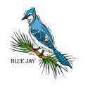 Bernie Blue Jay