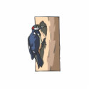 Warder Woodpecker