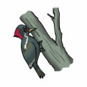 Windy Woodpecker
