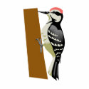 Wandell Woodpecker