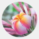 Plumeria