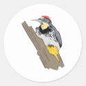 Wilson Woodpecker