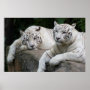 Tiger pair