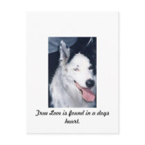 img449, True Love is found in a dogs heart. postcards by rub4health img449, True Love is found in a dogs heart. postcards