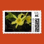 flowers, orchids, plumerias, bulbs, seeds