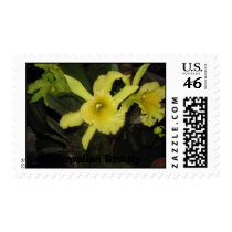 IMG_0001, Hawaiian Beauty postage