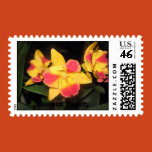 flowers, orchids, seeds, bulbs
