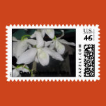 orchids, flowers, seeds, bulbs
