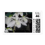 orchids, flowers, seeds, bulbs