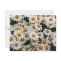 IMG_0066  Daisy Lovers invitations