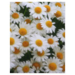 IMG_0066  Daisy Lovers letterhead