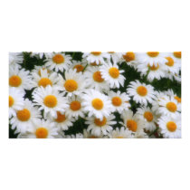 IMG_0066 Daisy Lovers photo cards by kkphoto1 IMG_0066 Daisy Lovers photo cards