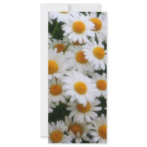 IMG_0066 Daisy Lovers rack cards by kkphoto1 IMG_0066 Daisy Lovers rack cards