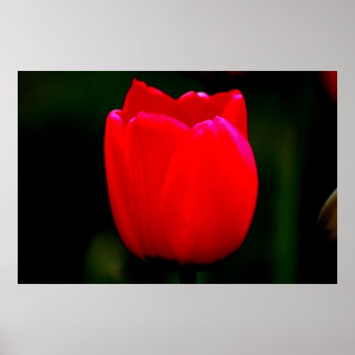 IMG_0219Vibrant Red Tulip print