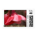 IMG_0227, wandalechenephotography.com Postage
