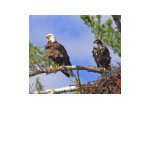 baby, bald, eagle, nest, sebago, lake, region,