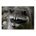 IMG_0667_raccoon_5x7 cards by htimko IMG_0667_raccoon_5x7 cards