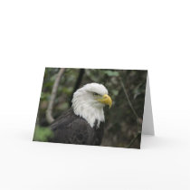 IMG_0673-eagle_5x7 cards by htimko IMG_0673-eagle_5x7 cards