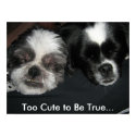 IMG_0790, Too Cute to Be True... posters by Bertzii IMG_0790, Too Cute to Be True... posters