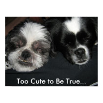 IMG_0790, Too Cute to Be True... posters by Bertzii IMG_0790, Too Cute to Be True... posters
