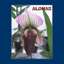 IMG_1248, ALOHA!!  Postcard