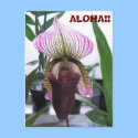 IMG_1248, ALOHA!! Postcard by HollyGwen IMG_1248, ALOHA!! Postcard