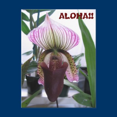 IMG_1248, ALOHA!!  Postcard by HollyGwen